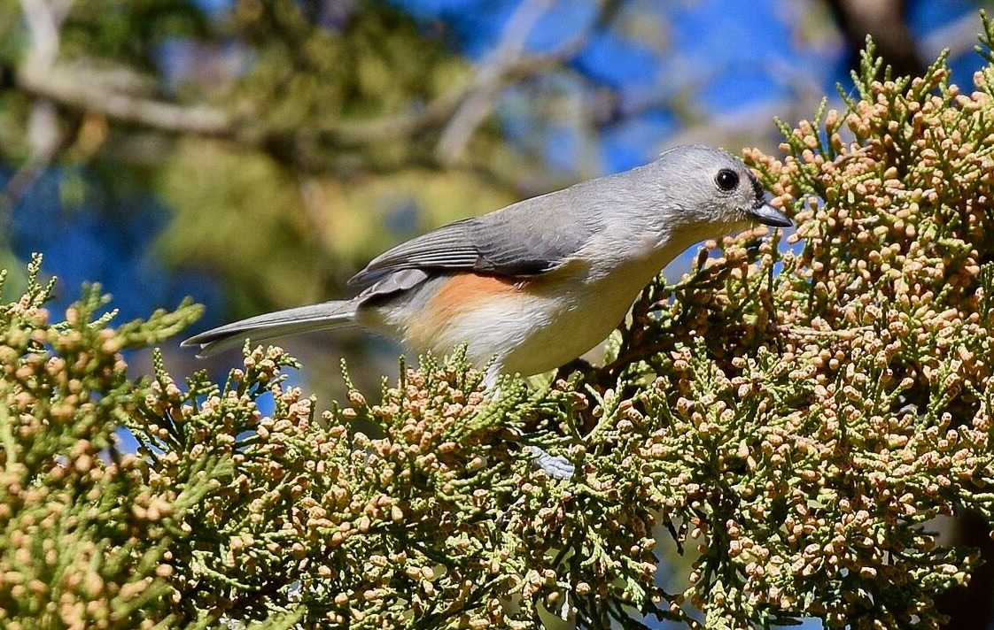 Tuted Titmouse in Corondolet Park 1/1/16 by Wildreturn is licensed under CC BY 2.0